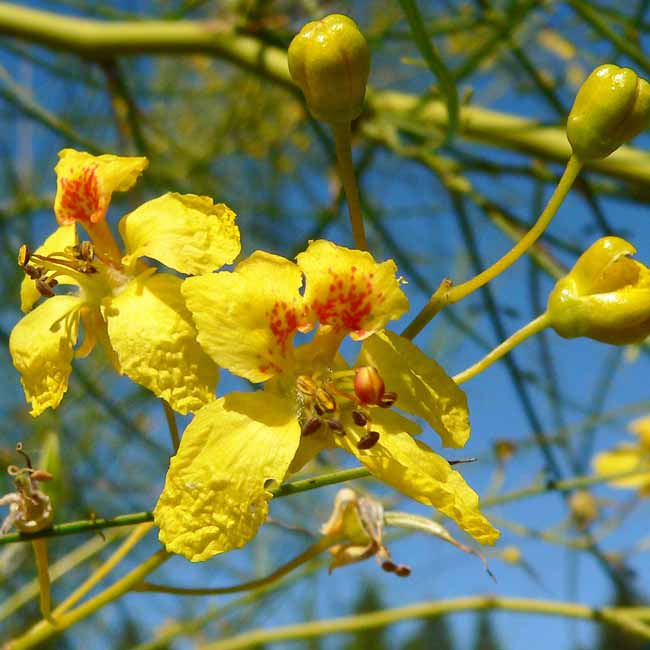 Jerusalem Thorn (Parkinsonia Aculeata) Tree Seeds - 20+ Tested Viable Seeds